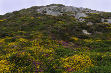 Flowers Connemara