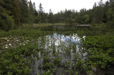 silent valley